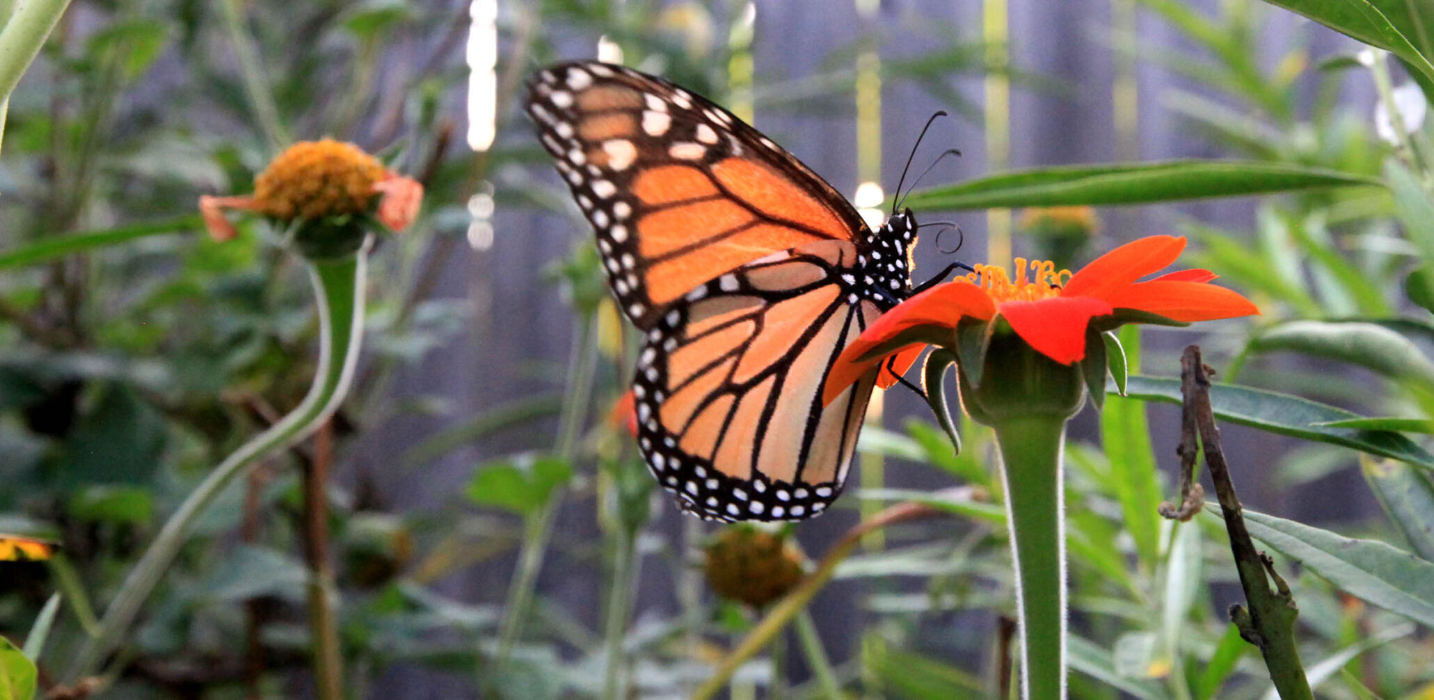 Why milkweed plants are so important for monarchs